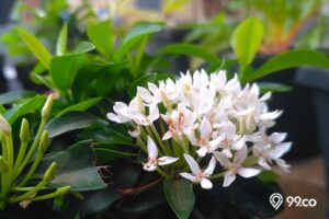 8 Jenis Bunga Melati Paling Populer untuk Taman Rumah