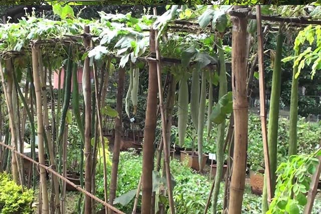 kebun tanaman labu ular