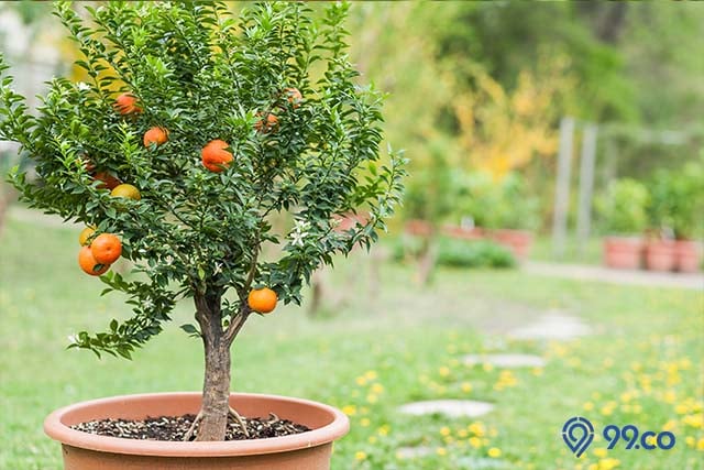 pohon jeruk kecil di pot
