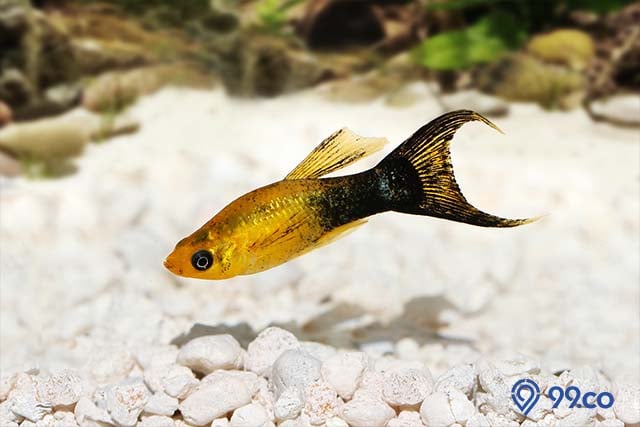 jenis molly ikan hias air tawar