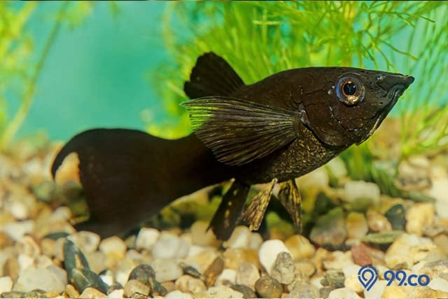 jenis ikan black sailfin molly