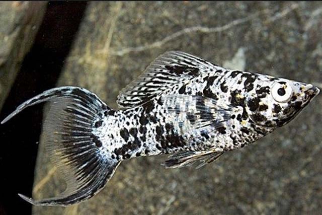 hewan air tawar untuk aquascape