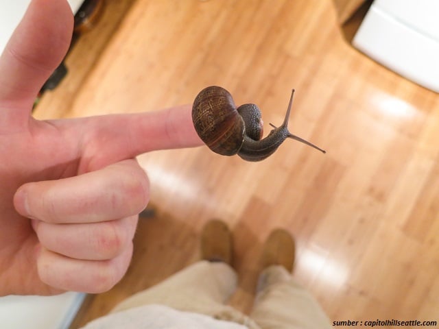 Siput di tangan