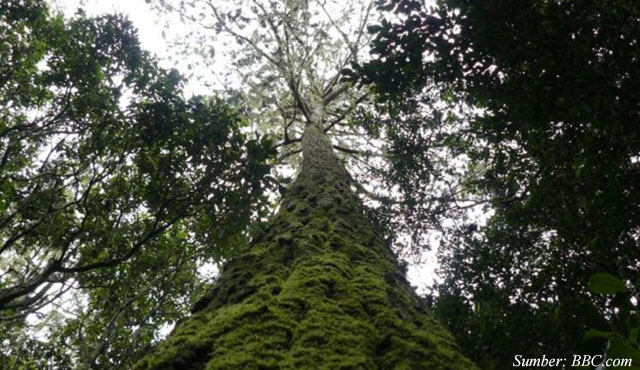 membuat rumah pohon