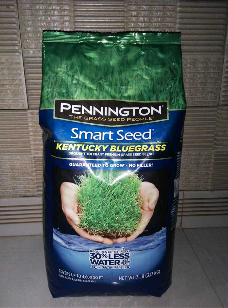 bibit rumput jepang
