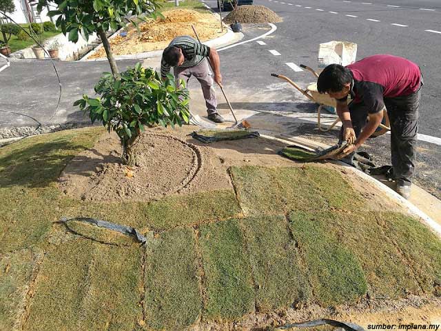 cara menanam rumput jepang