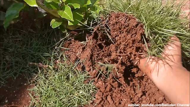 cara menanam rumput jepang