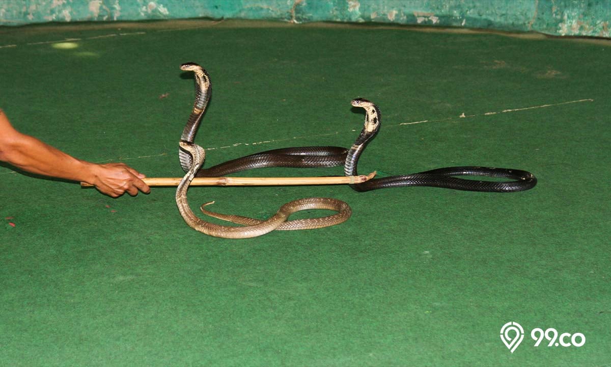 cara mengusir ular kobra ampuh
