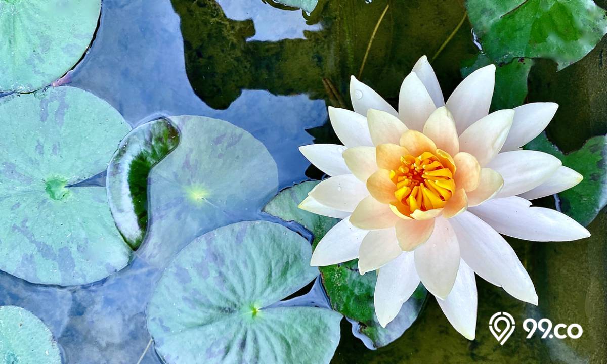 cara menanam bunga lotus