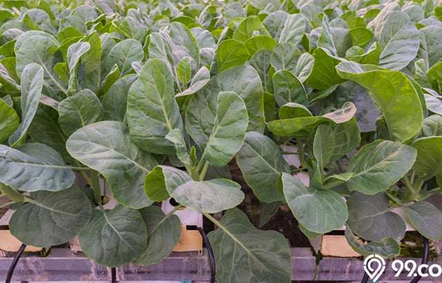 sayur kailan