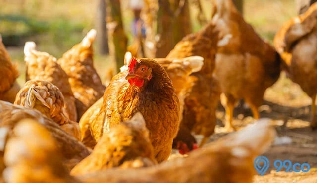 cara mengusir ulat bulu dengan unggas