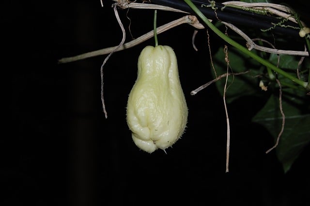 labu siam