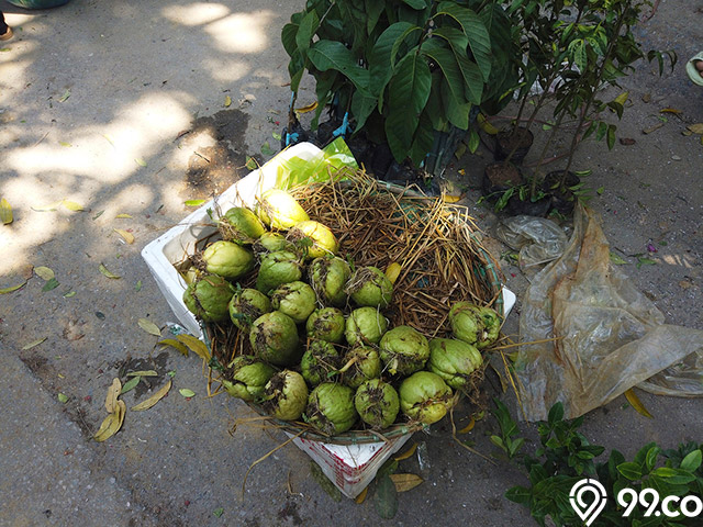 labu siam