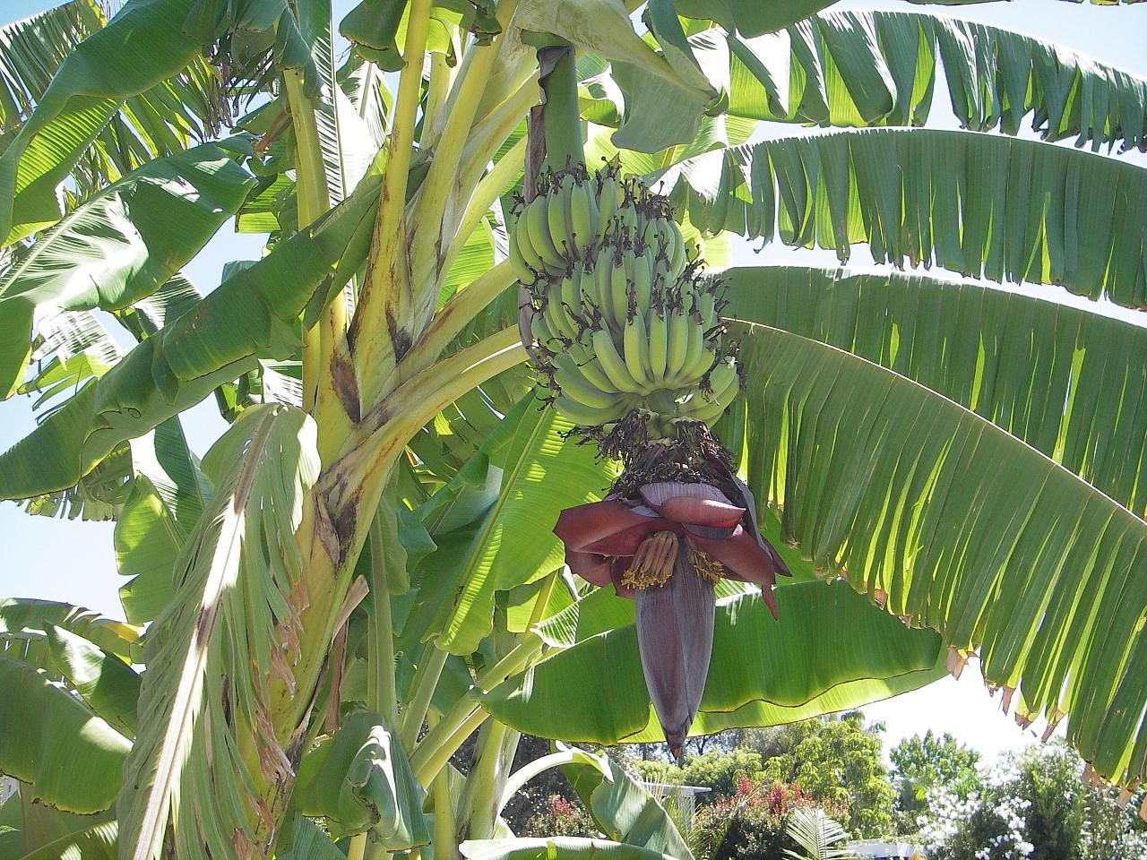 pohon pisang