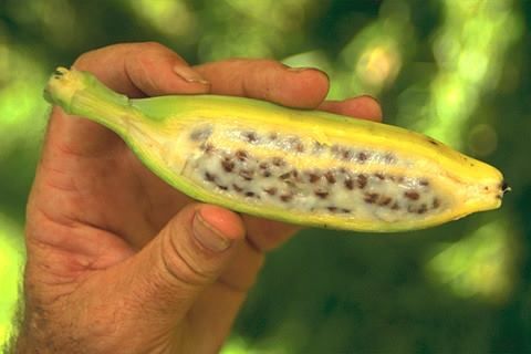 bibit pisang