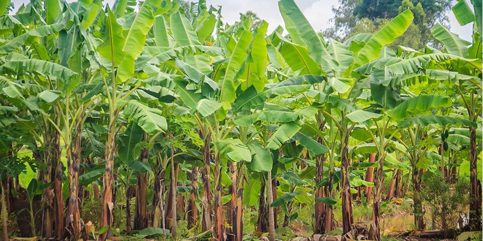 media tanam pisang