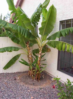 pohon pisang