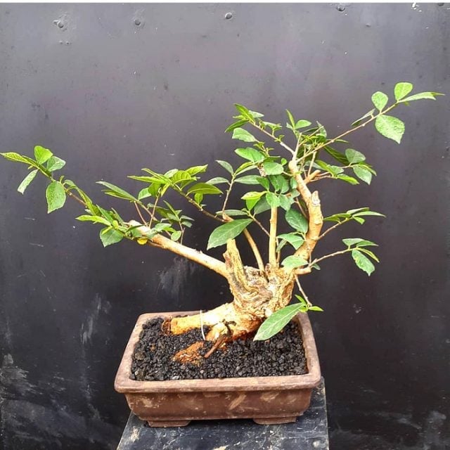 bakalan bonsai serut