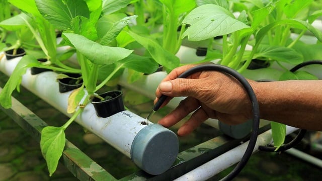 mengatur nutrisi tanaman hidroponik