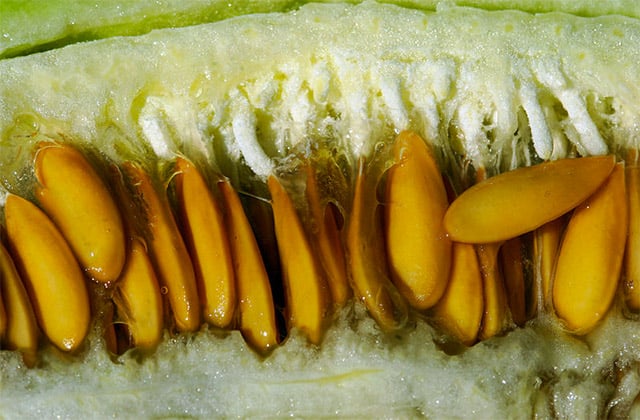 bibit melon