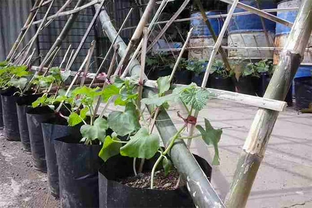 budidaya melon polybag