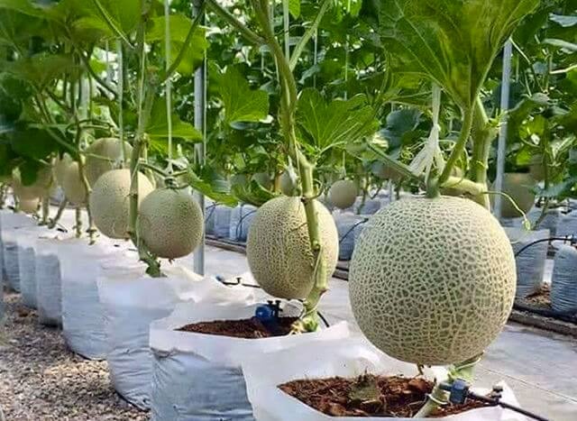 panen melon