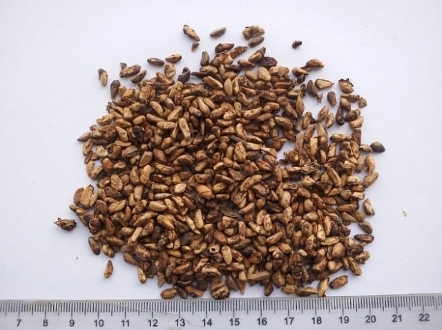 biji buah delima
