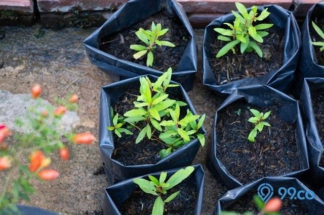 tunas pohon delima