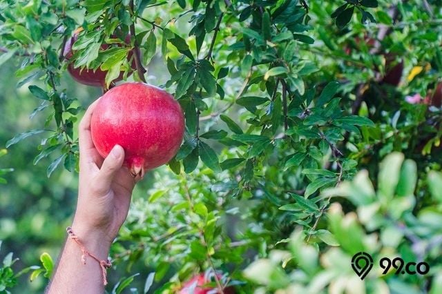 masa panen buah delima