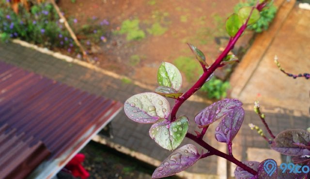 cara budidaya daun binahong