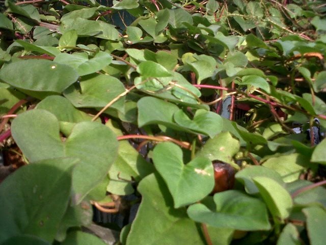 daun binahong