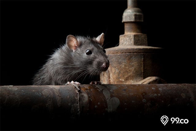 tanda ada tikus di rumah