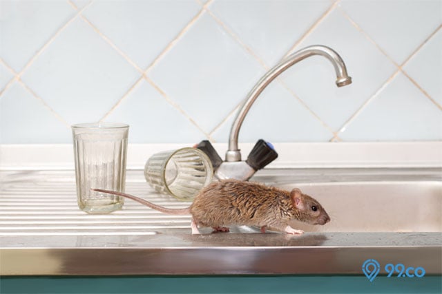 ciri tikus bersarang di rumah