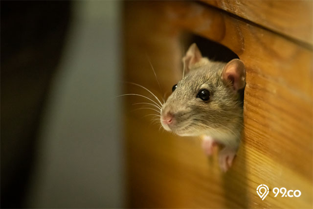 tanda ada tikus di rumah