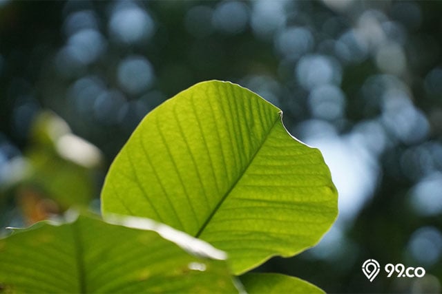 gambar daun ketapang