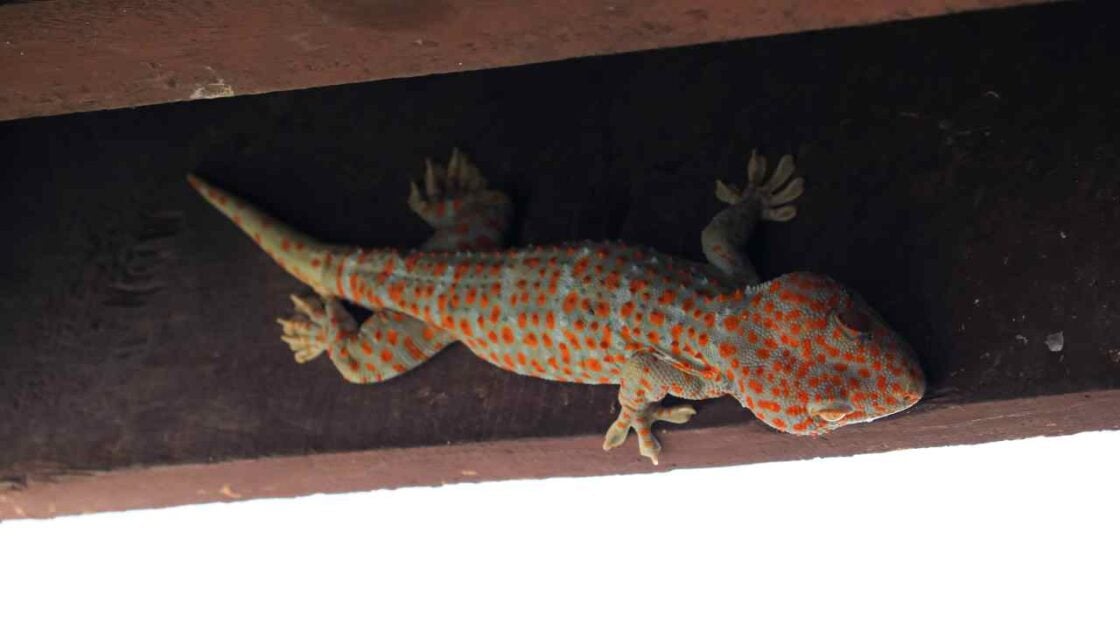 4 Suara yang Ditakuti Tokek, Ampuh Mengusirnya dari Rumah secara Alami! 4 Suara yang Ditakuti Tokek, Ampuh Mengusirnya dari Rumah secara Alami!