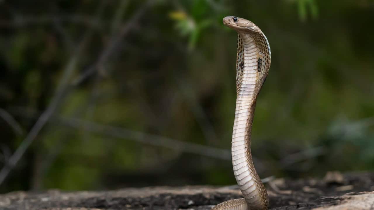 benda yang ditakuti ular cobra