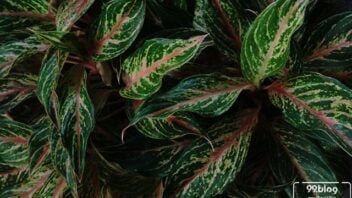 12 Jenis Aglonema Paling Cantik dengan Warna Daun Menawan