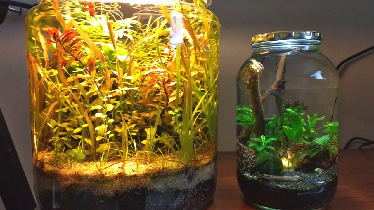 desain aquarium mini
