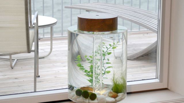 desain aquarium mini