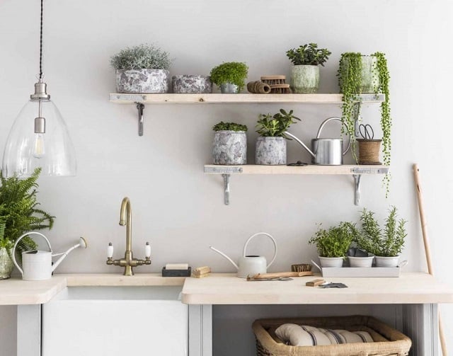tanaman hias indoor dapur