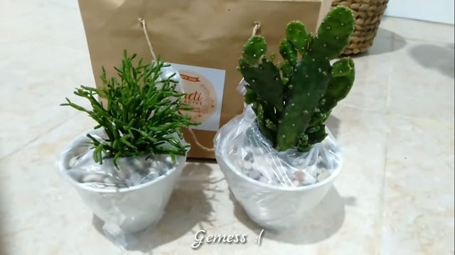 dekorasi tanaman hias