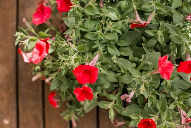 Petunia