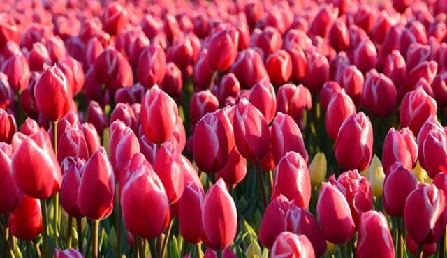 tulip merah