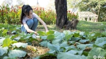 15 Tanaman Sayur yang Bisa Ditanam di Rumah untuk Pemula