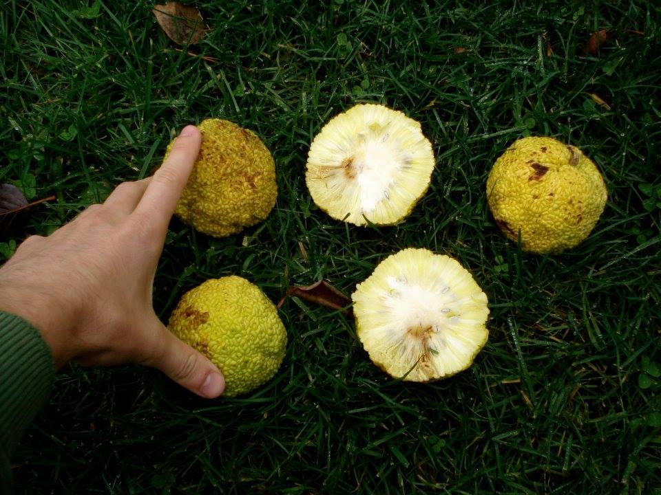 jeruk osage pengusir kecoa jeruk osage pengusir kecoa