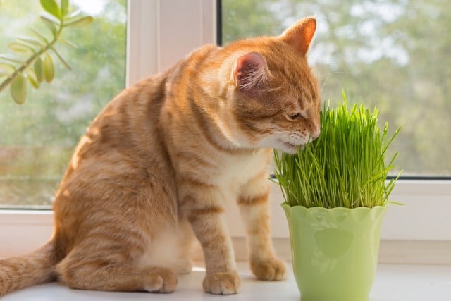 tanaman pengusir kecoa, catnip tanaman pengusir kecoa, catnip