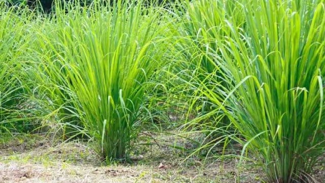 tanaman pengusir kecoa, serai tanaman pengusir kecoa, serai