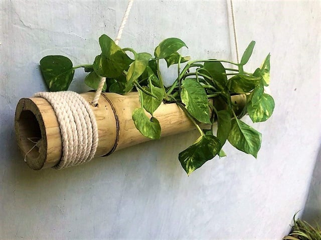 pot tanaman hias bambu