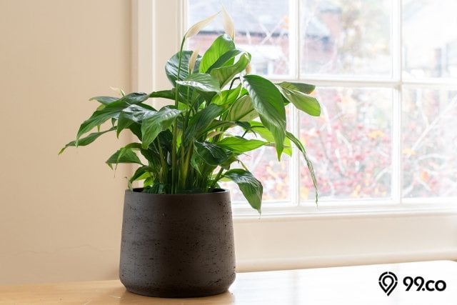peace lily